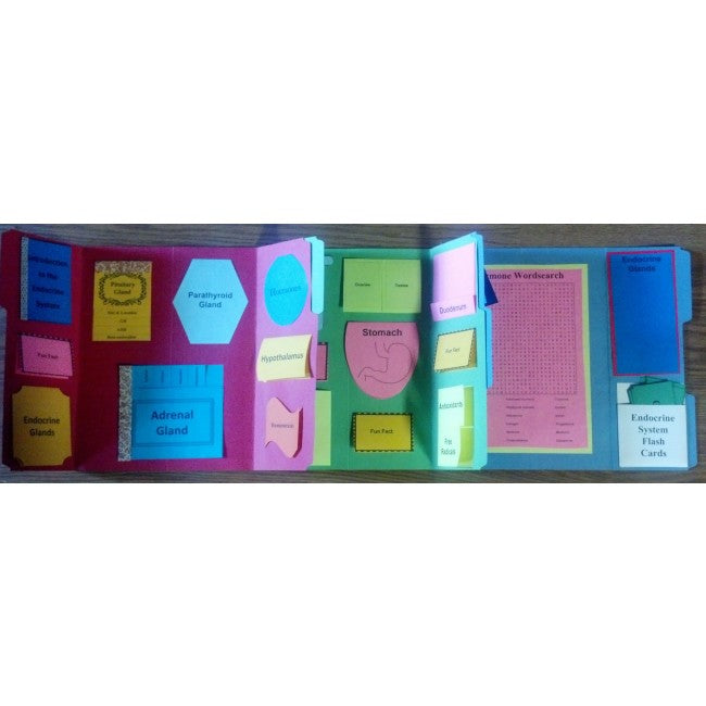 Endocrine System Lapbook - PRINTED