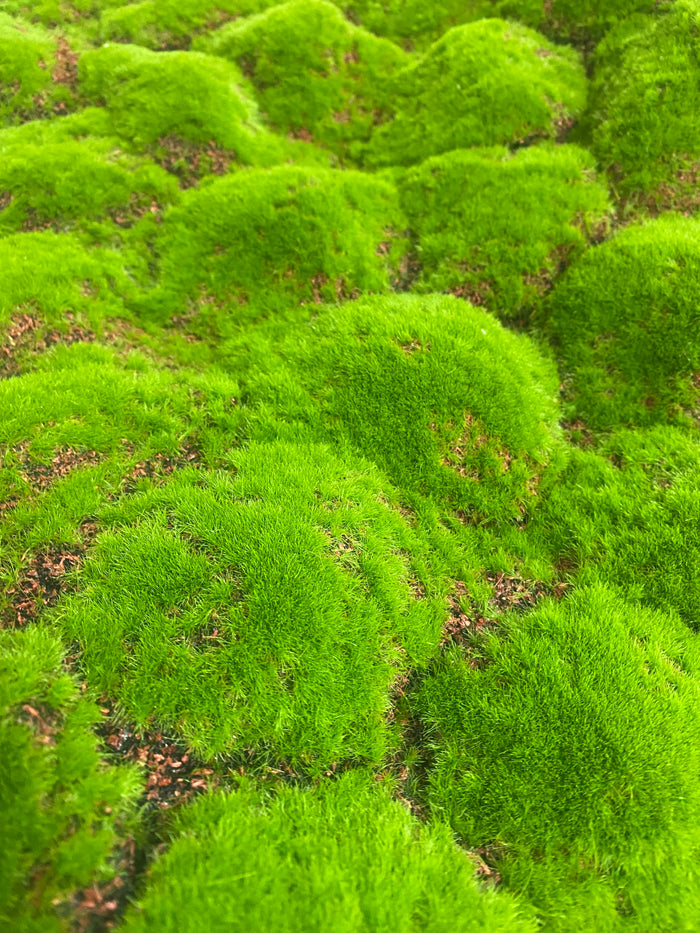 39.37''x39.37'' Moss Sheet ( YM-CP027-Green )
