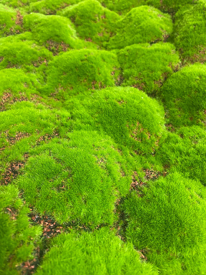 39.37''x39.37'' Moss Sheet ( YM-CP027-Green )