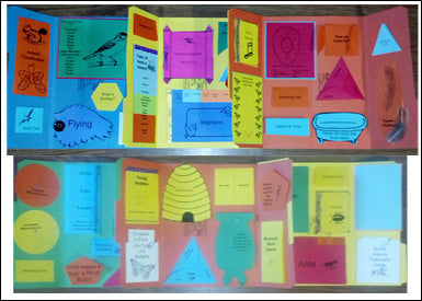 Apologia Exploring Creation with Zoology 1: Flying Creatures of the 5th Day Lapbook Package (Lessons 1-14)