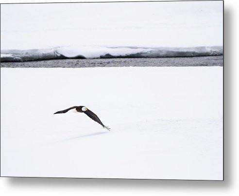 Bald Eagle Fly By - Metal Print-Lake Tahoe Prints