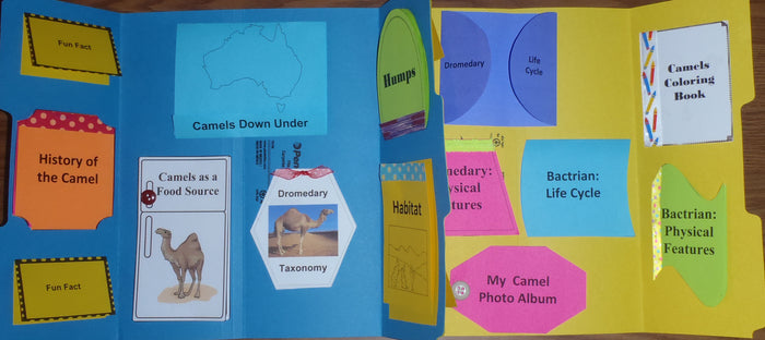 Camels Lapbook - PRINTED