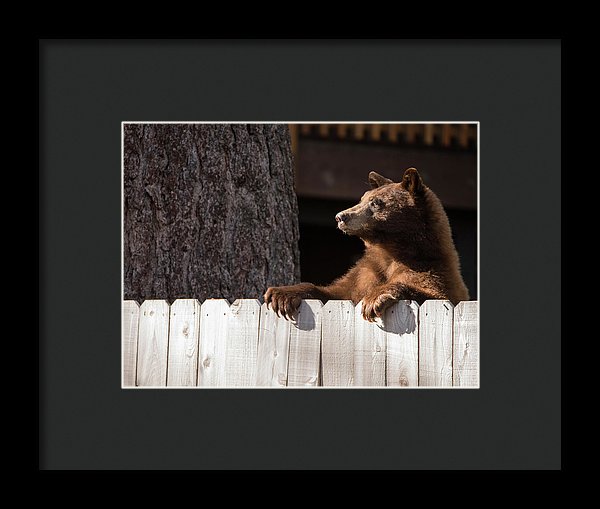 Hey There Neighbor By Brad Scott - Framed Print-Lake Tahoe Prints