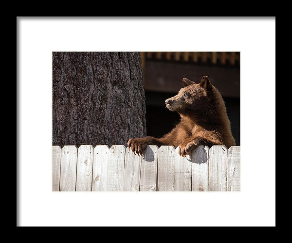 Hey There Neighbor By Brad Scott - Framed Print-Lake Tahoe Prints