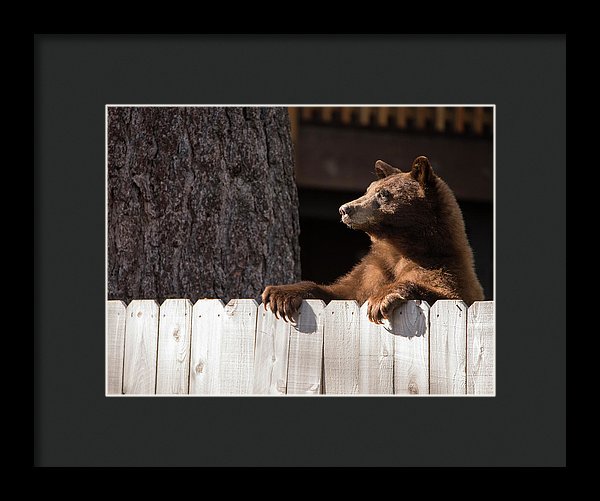 Hey There Neighbor By Brad Scott - Framed Print-Lake Tahoe Prints