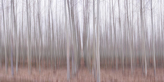 Pastel Grove - Art Print-Lake Tahoe Prints