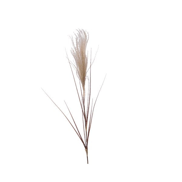 Snowy Pampas Grass Stem